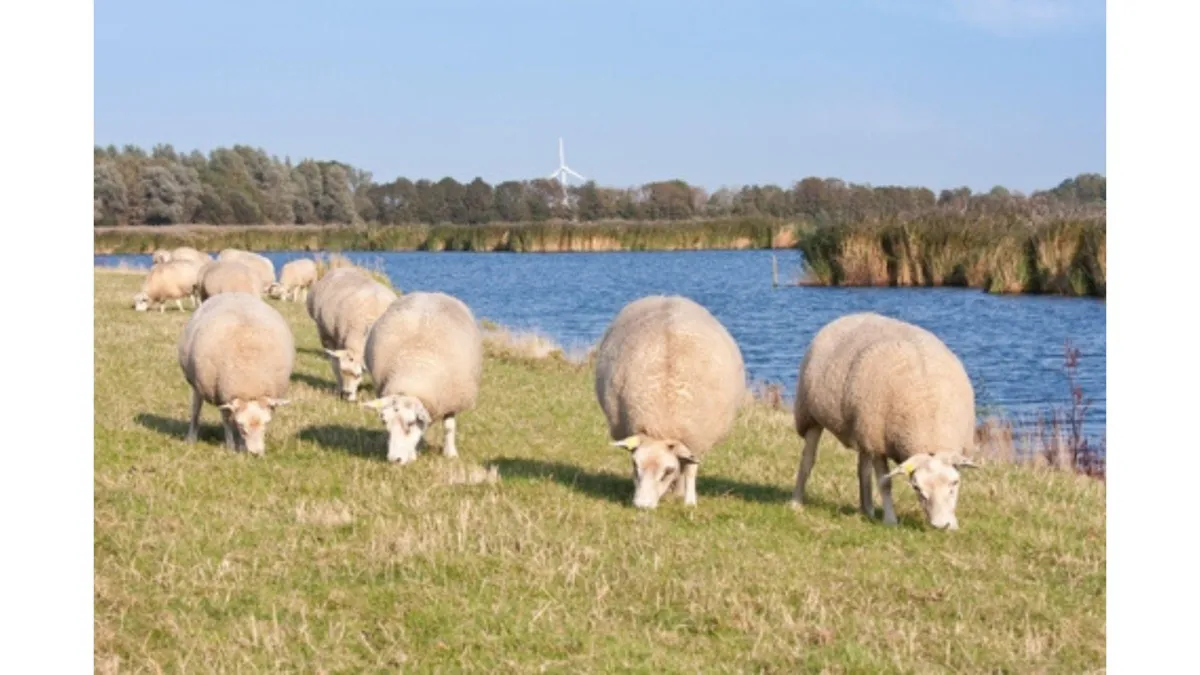 Abortions - ewes and cows