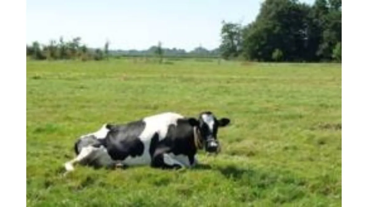 Metabolic Diseases - Downer Cows