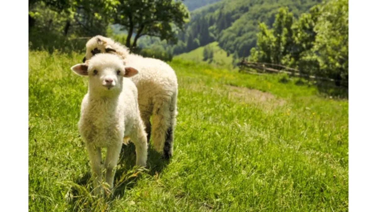 Castration, disbudding and tail docking - not nice but necessary!