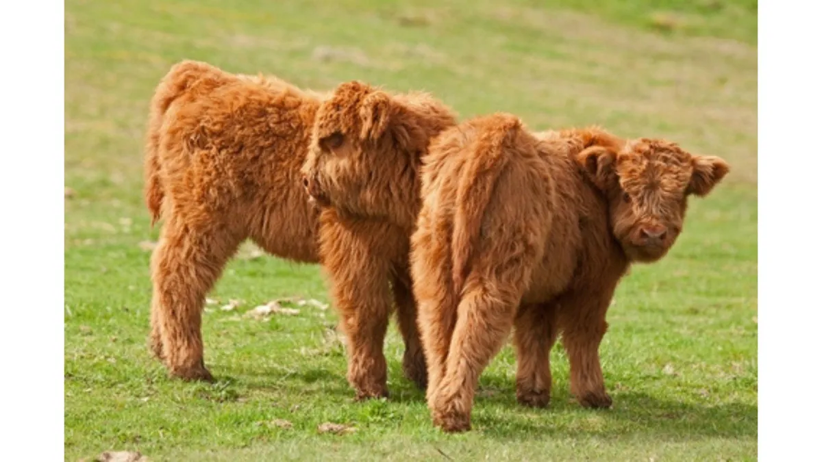 Castration of lambs, kids and calves