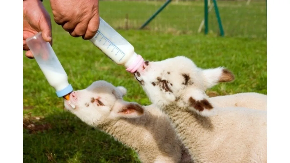 Hand Rearing Lambs, Kids and Calves