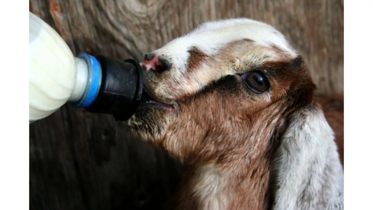Scouring in Hand Reared Animals