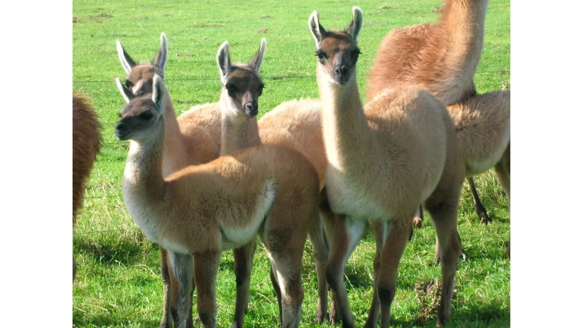 Guanacos