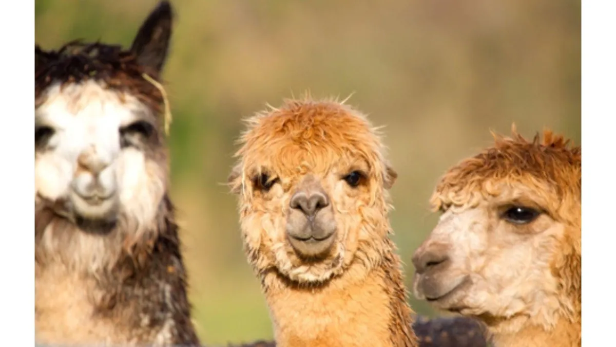 A Useful Aid for Alpaca Farmers – the Code of Welfare for Camelids: Part One
