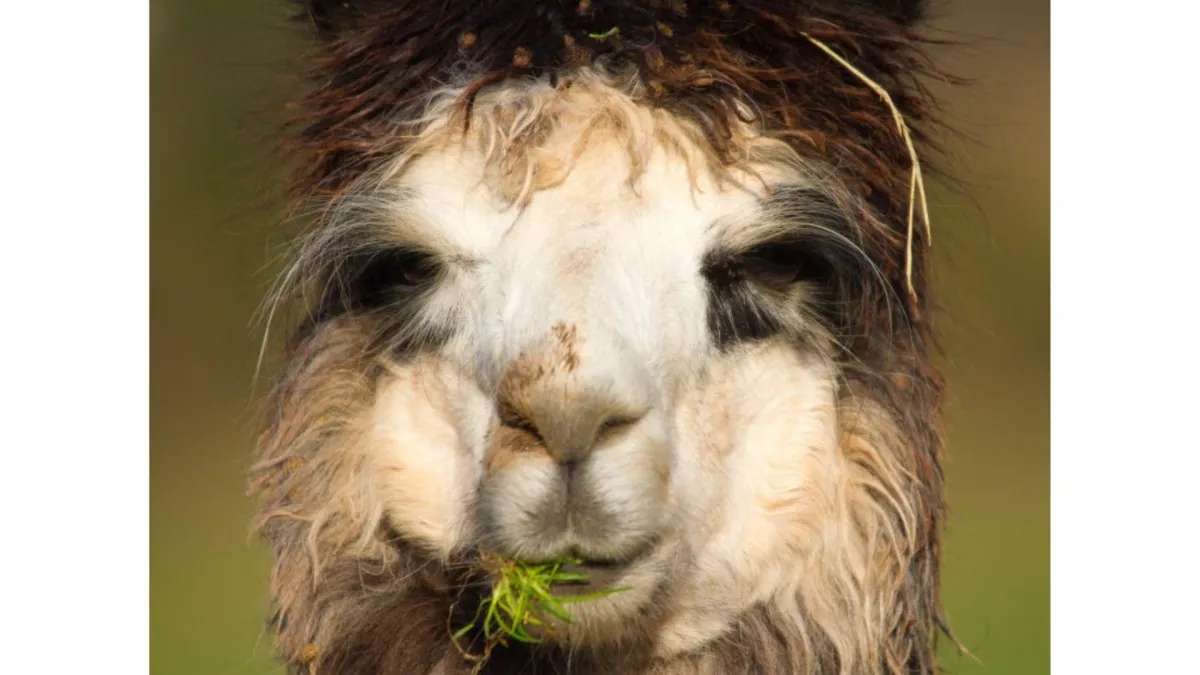 A Useful Aid for Alpaca Farmers – the Code of Welfare for Camelids: Part Three