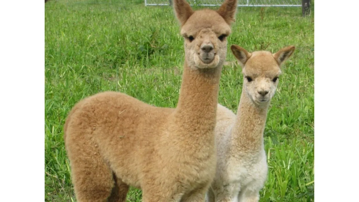 Alpaca