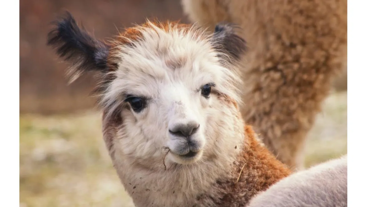 Alpaca farming in New Zealand