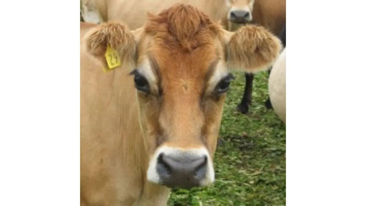 Neosporosis in cattle