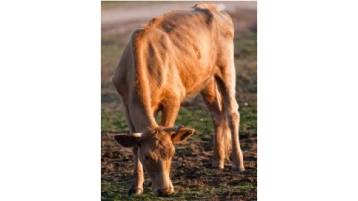 skinny brown cow