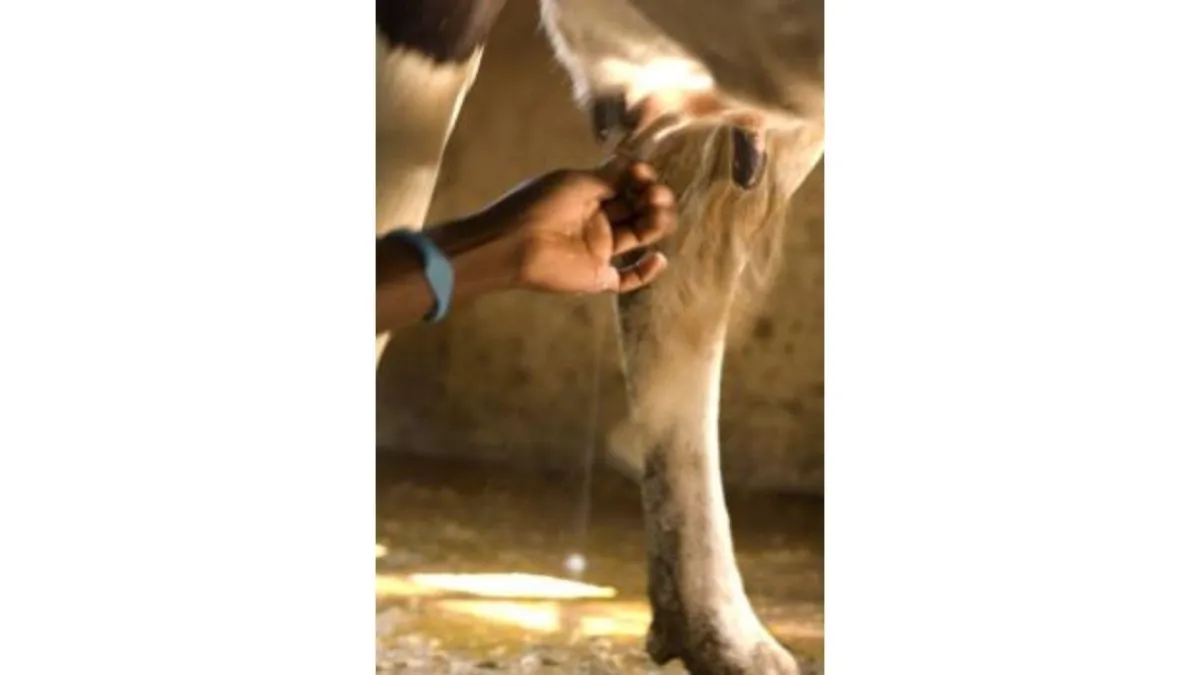 a close up of a cow being hand milked