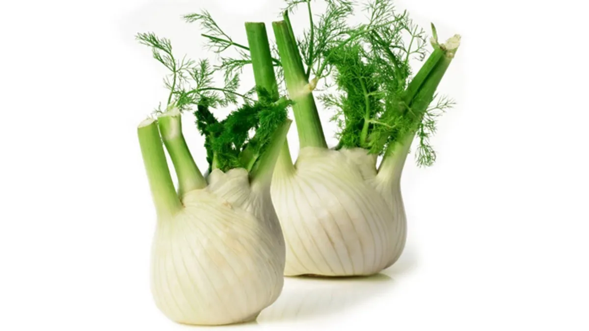 two fennel bulbs with green tops
