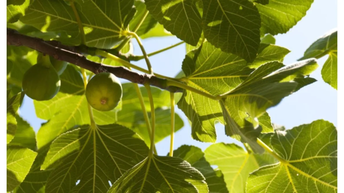 Figs