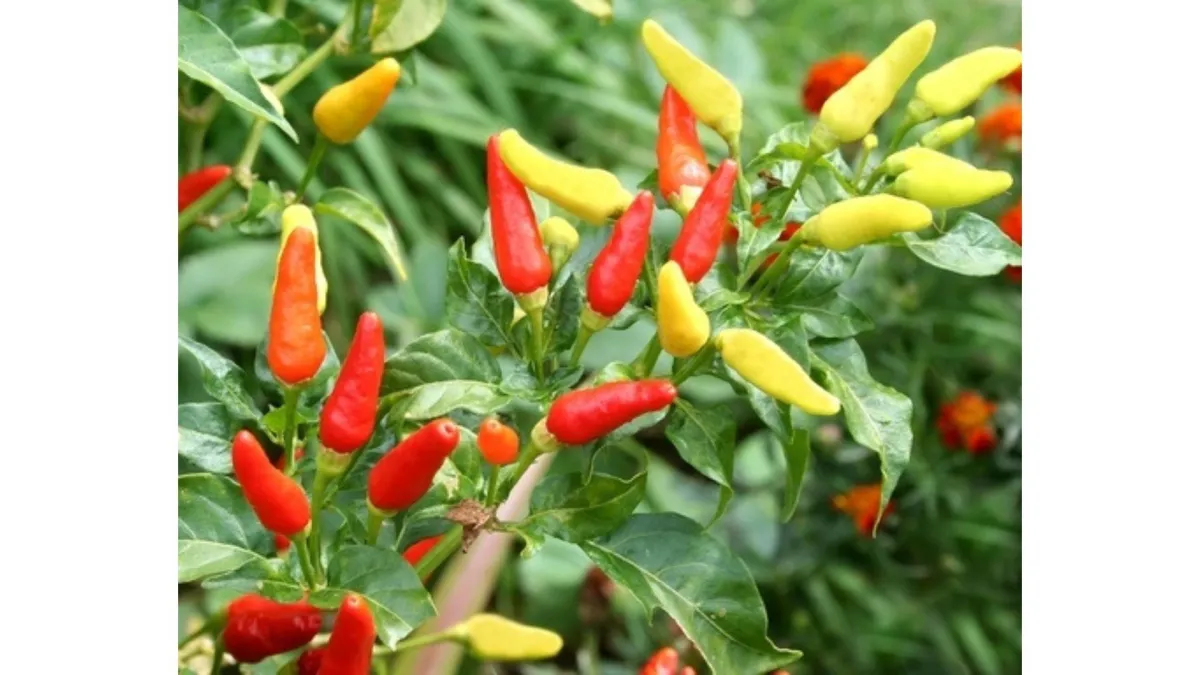 Growing Chillies