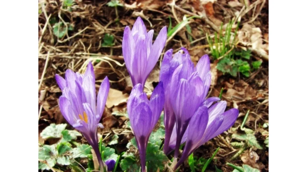 Saffron