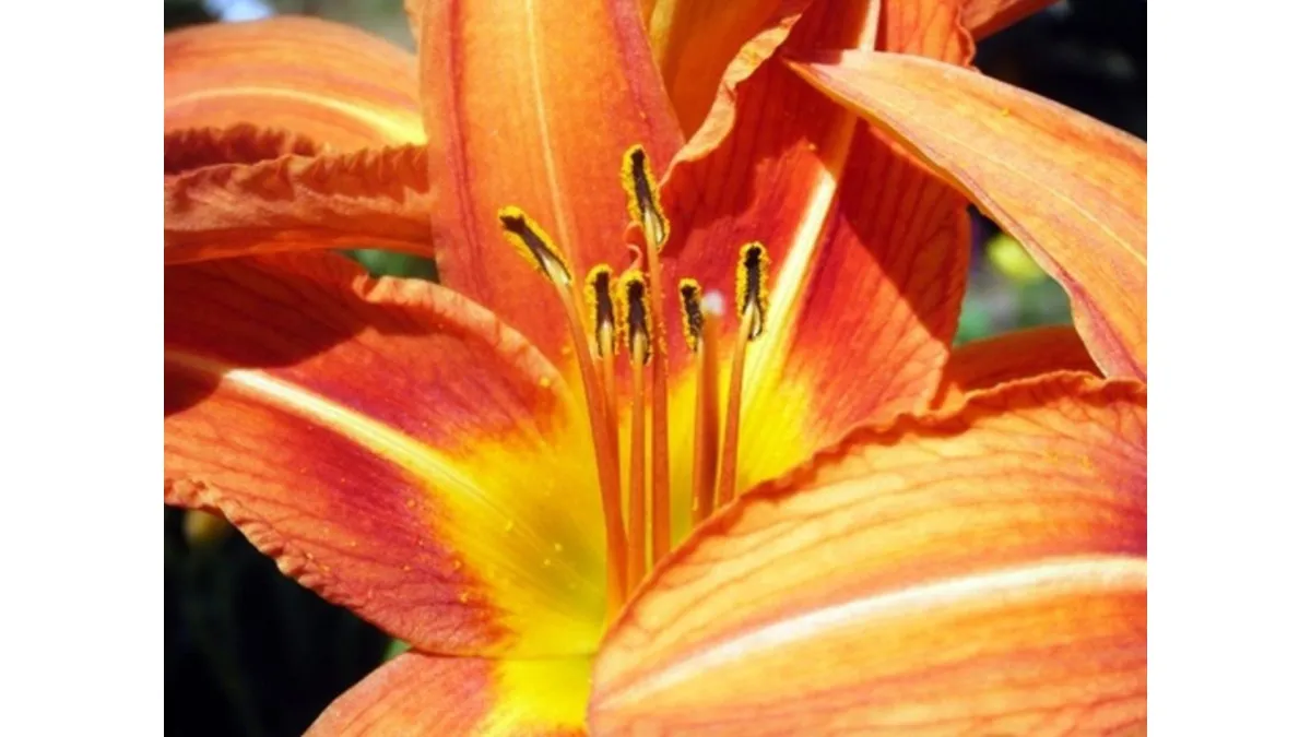 Growing dayliles for plants and flowers