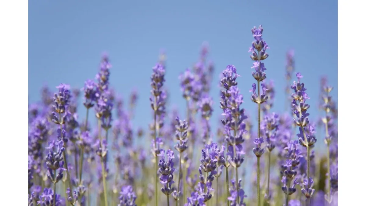 Growing lavender for profit