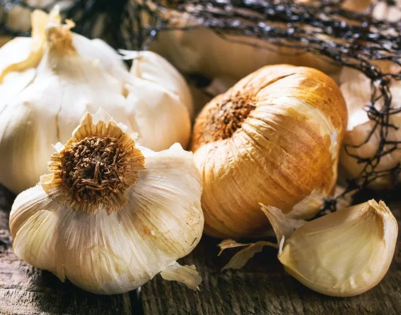 Growing Garlic for profit