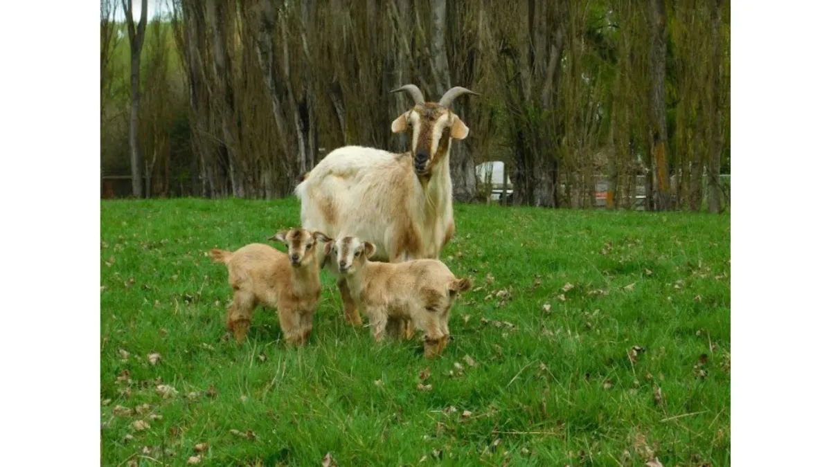 New Zealand Arapawa goats