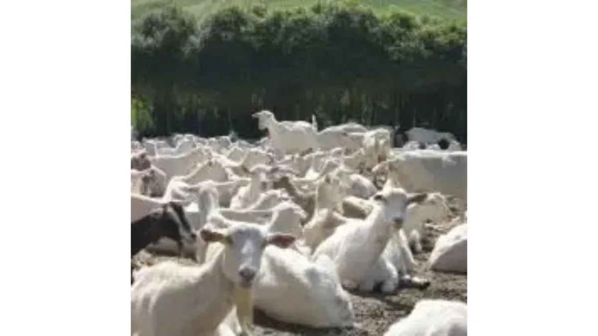 Dairy goats: Not for the faint hearted