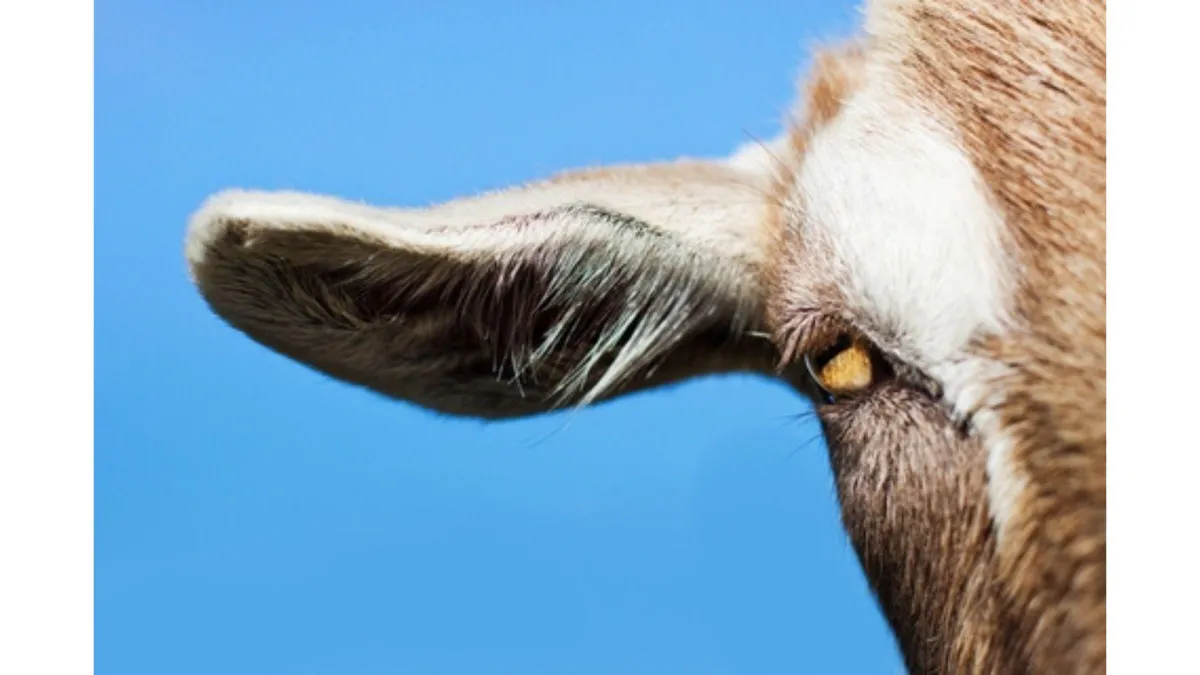 close up of a goats face showing an ear and one eye