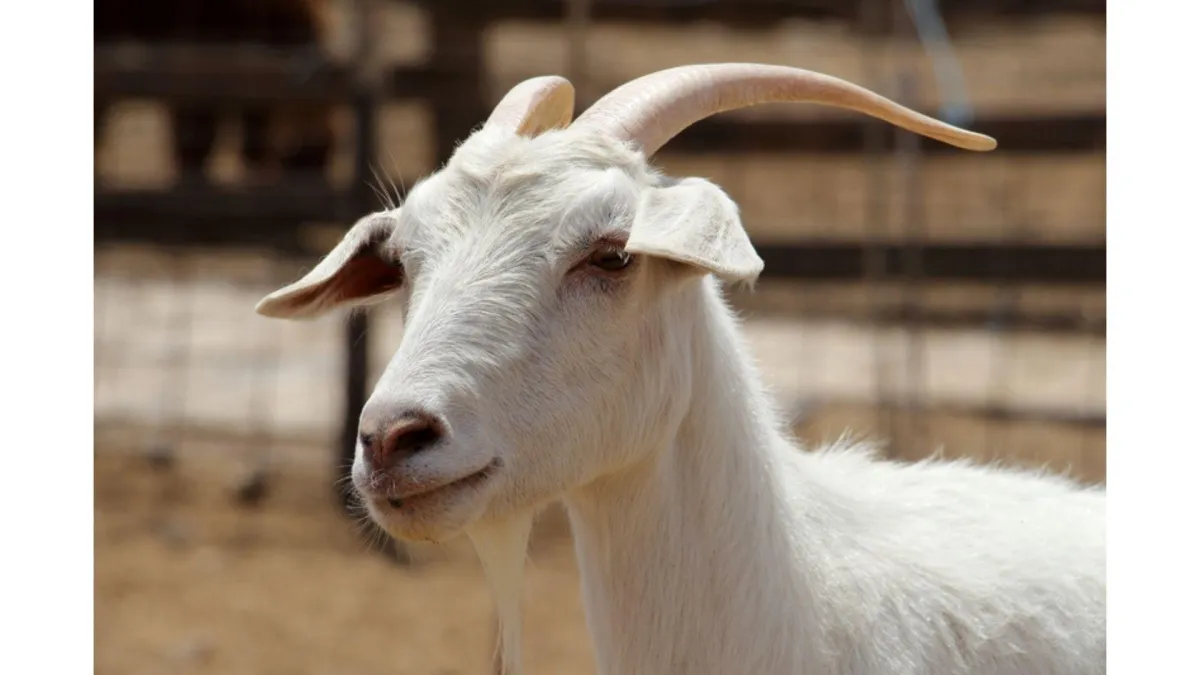 Dairy goats - health