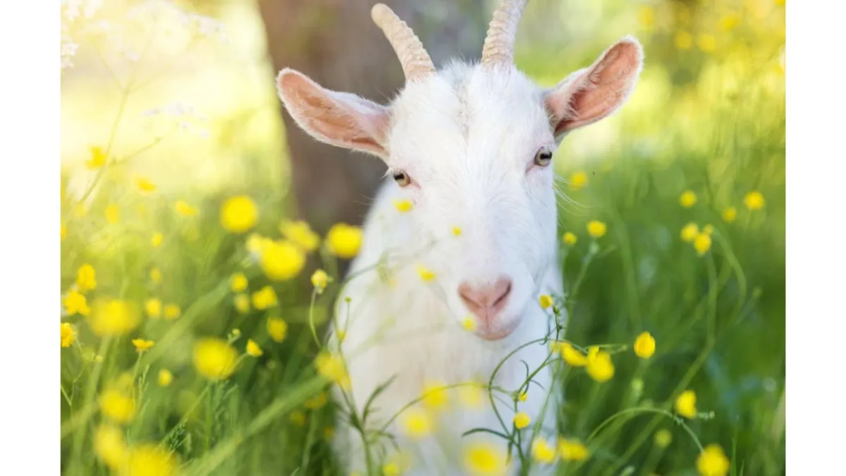 Welfare issues with goats