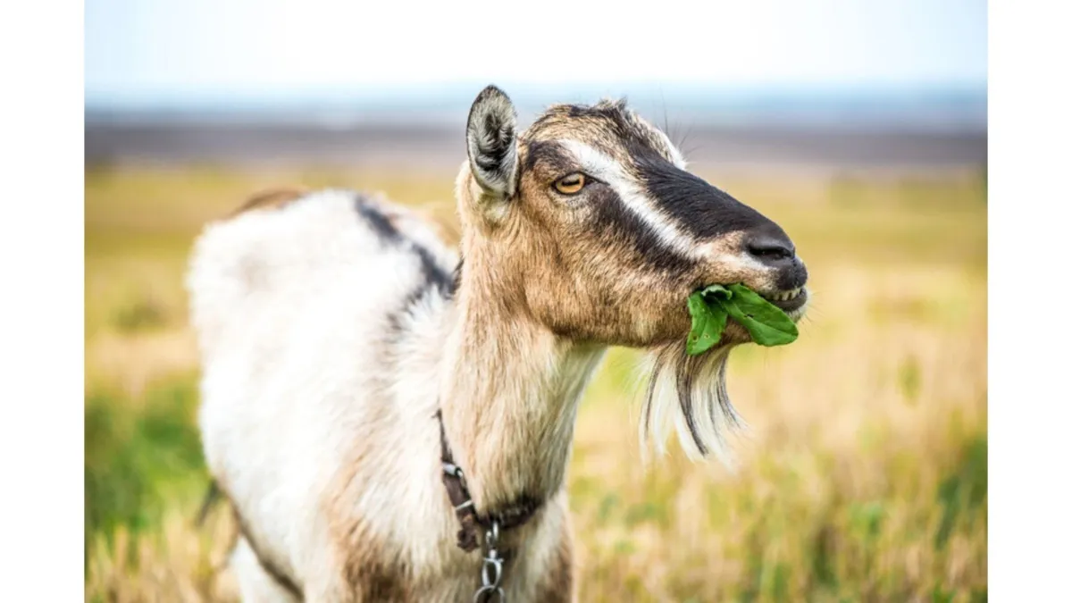 Plants that poison goats
