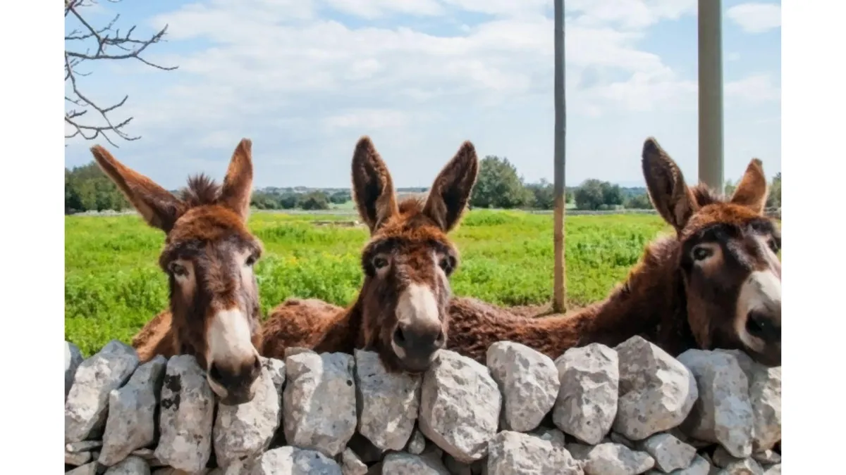 three donkeys looking over a stone wall