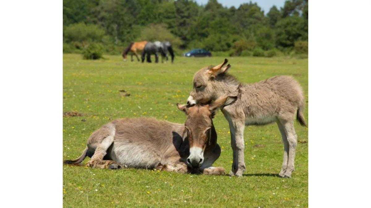 Social structure & communication in donkeys