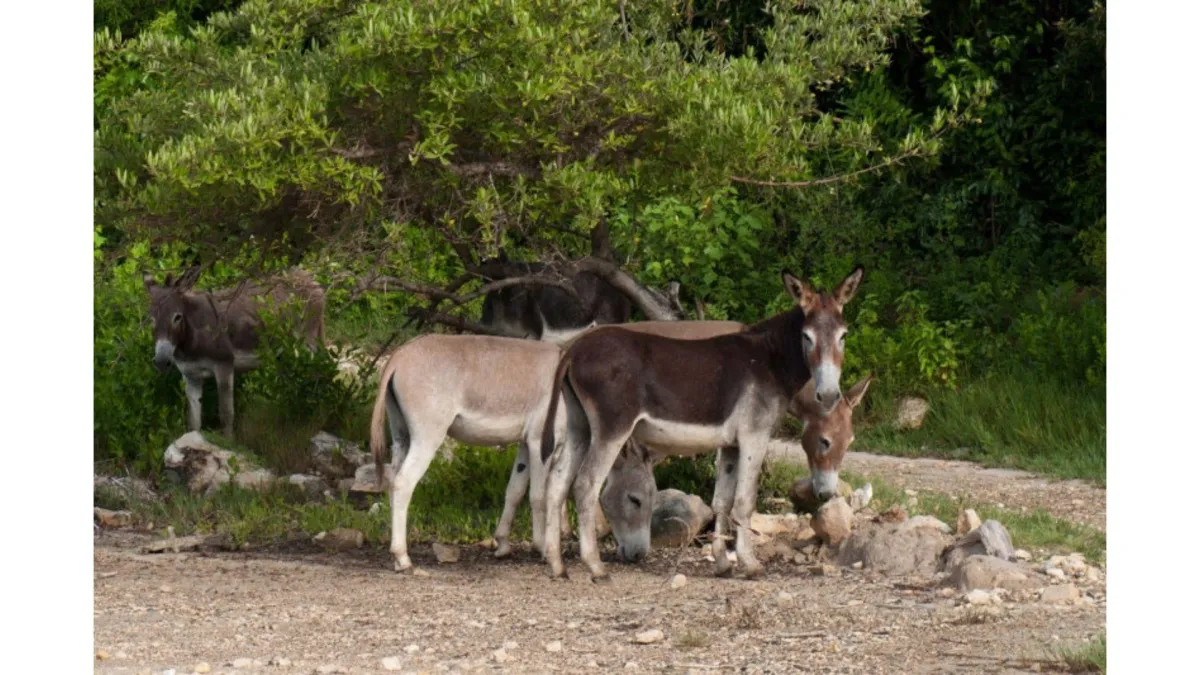Grazing and drinking behaviour in donkeys