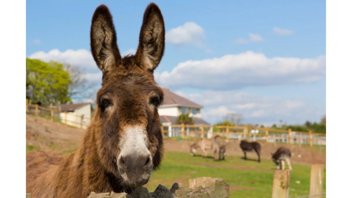 Feeding, foot & coat care in donkeys
