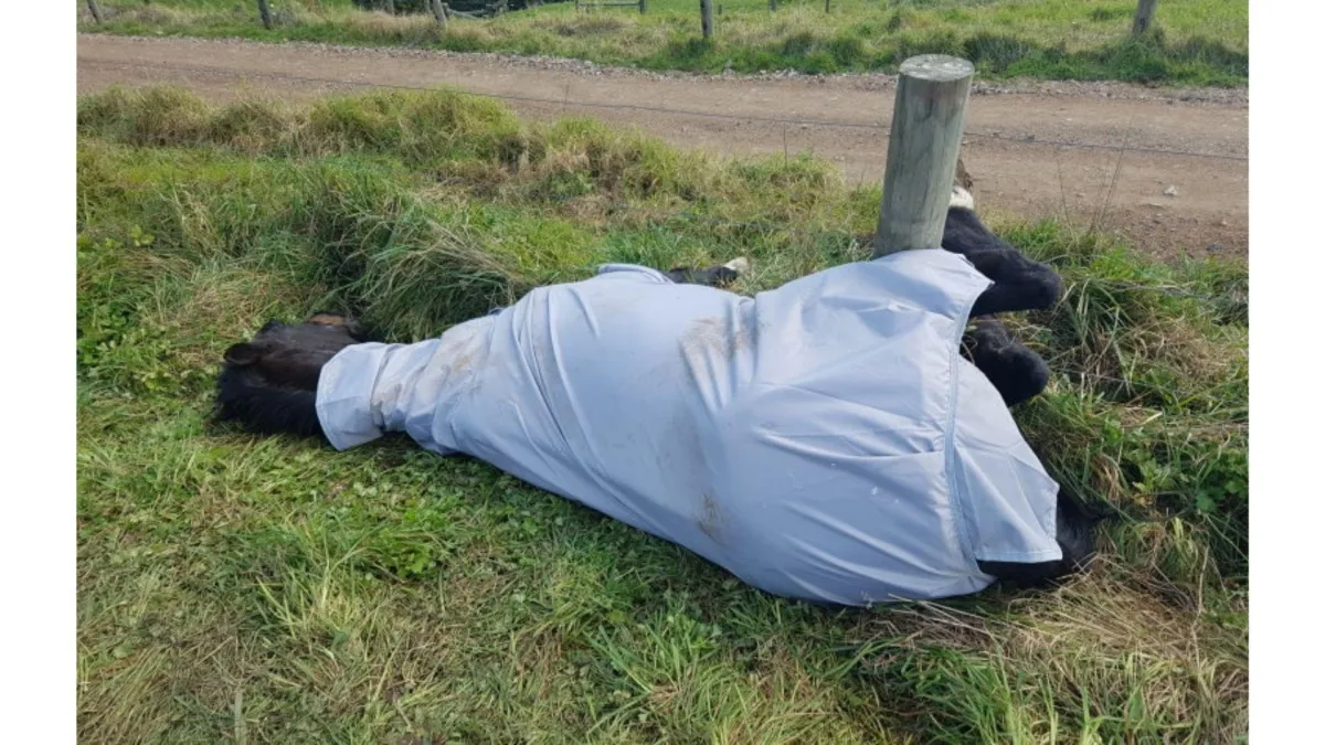 horse trapped in a fence