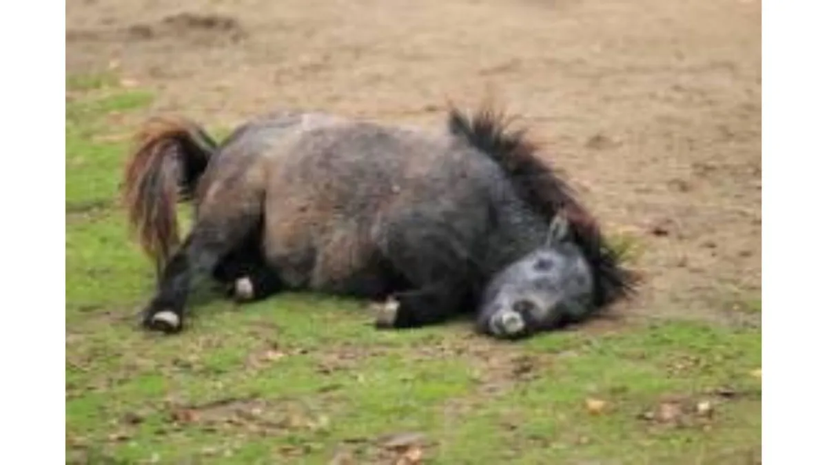 fat pony