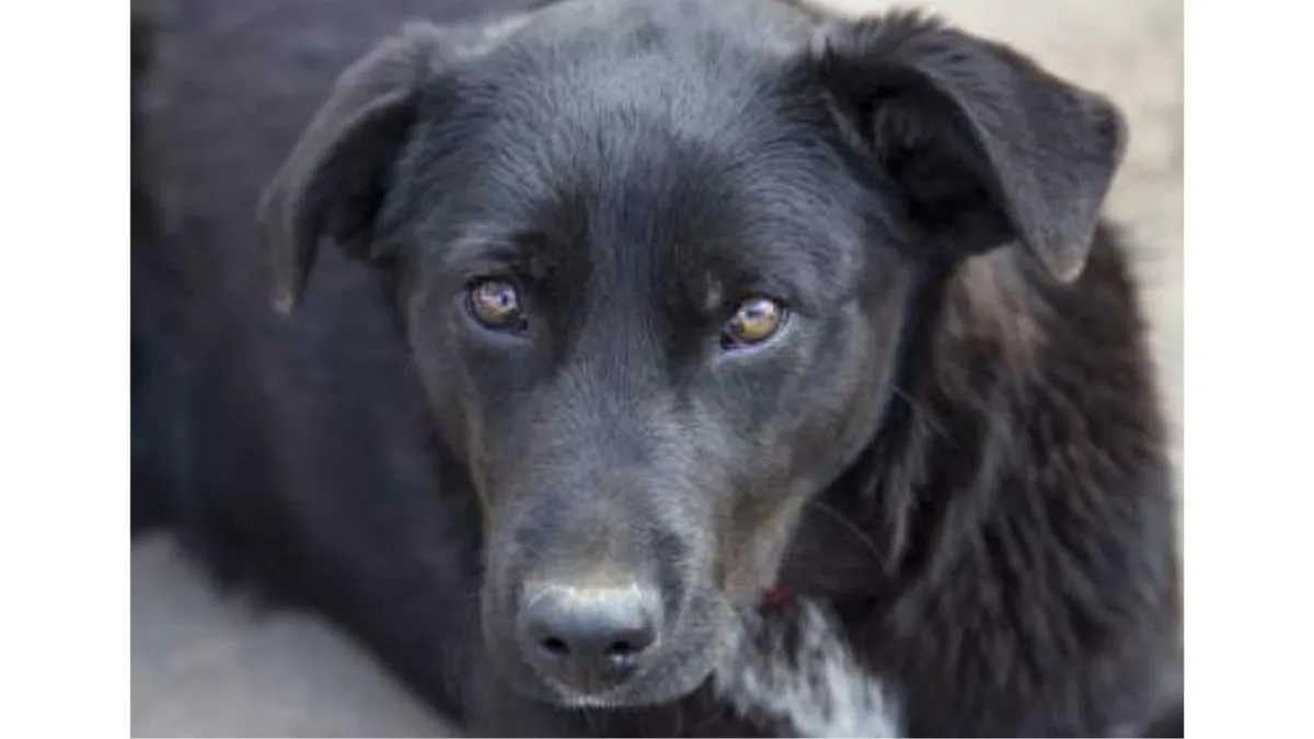 Accidental poisoning of dogs on the farm - more common than you think