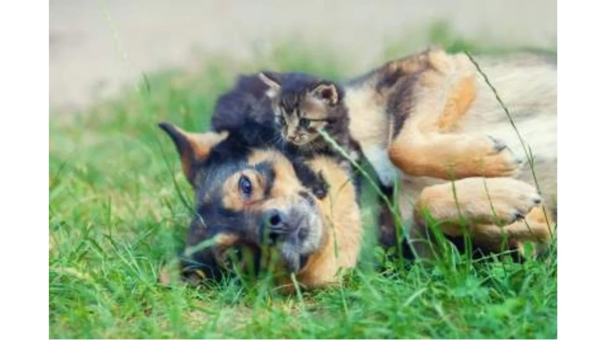 Christmas isn't always very merry for dogs and cats!
