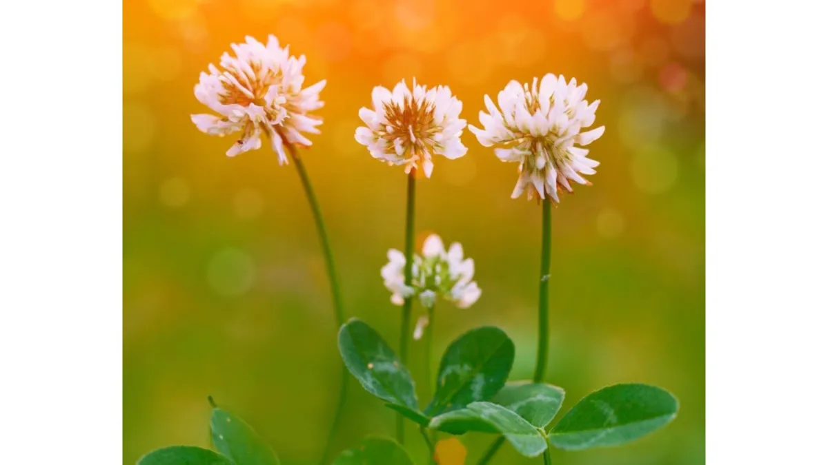 Look after your clover