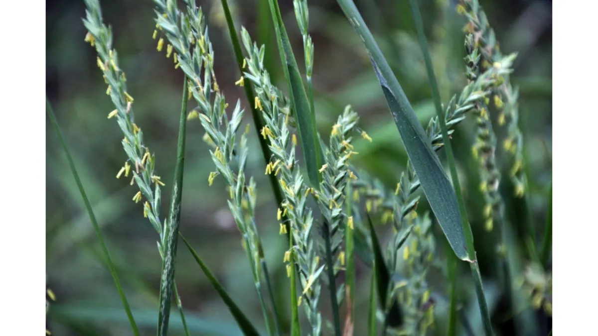 Pasture management - the 3-leaf principle