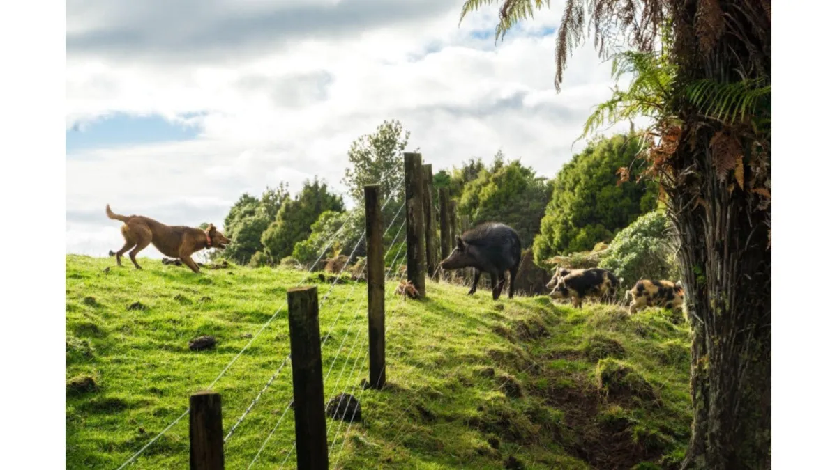 Help protect New Zealand’s pigs