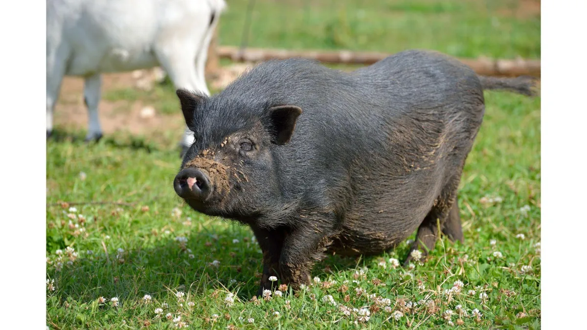 Lifestylers urged to stay alert for severe pig virus
