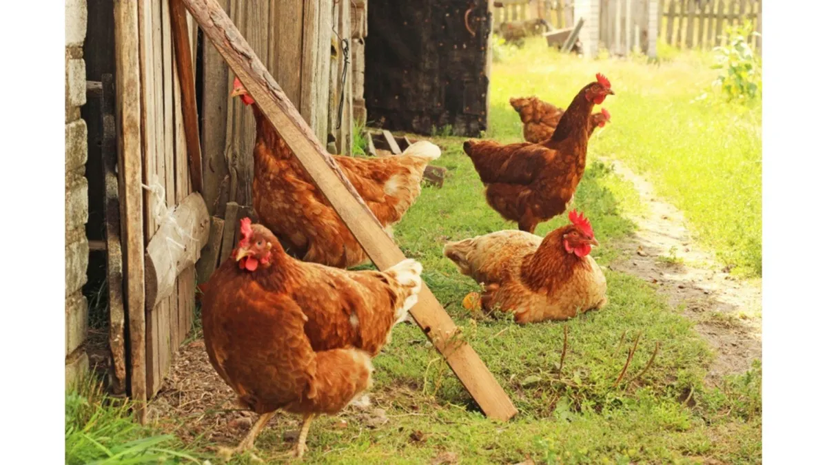 hens outside a coop
