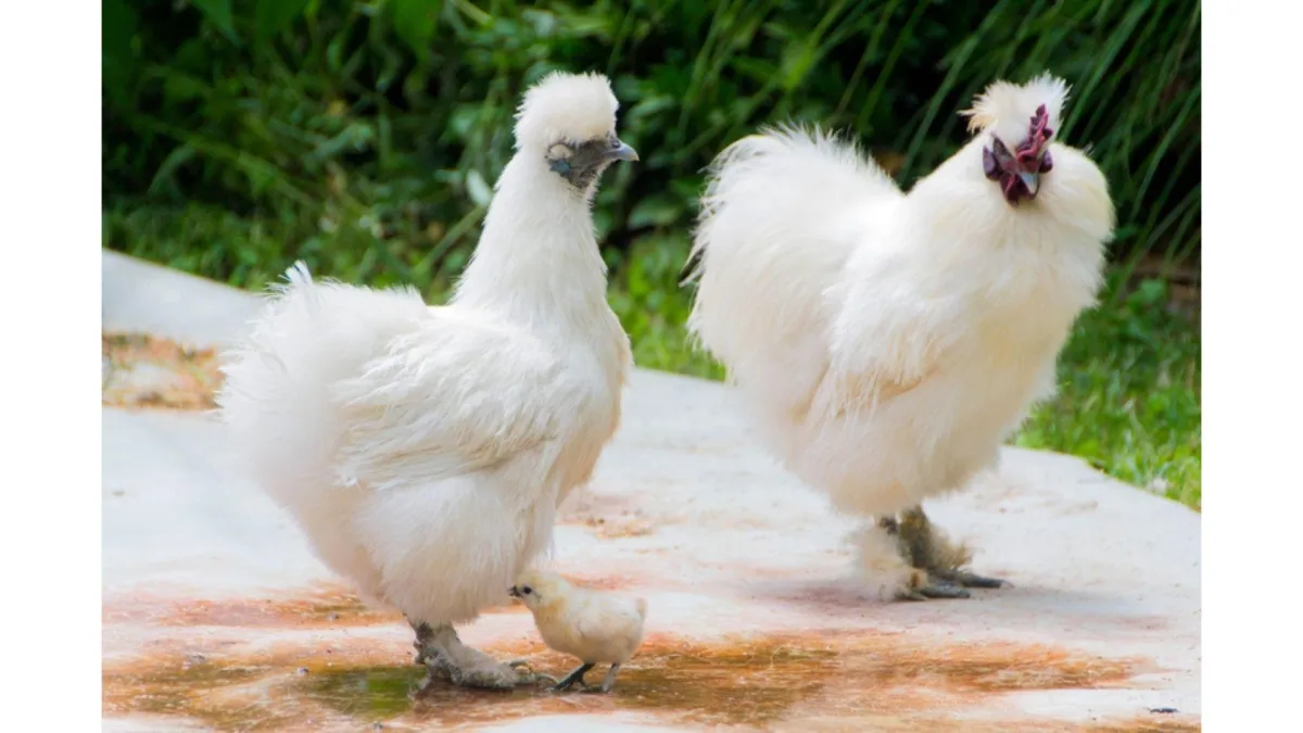 two feathery white silkie chickens