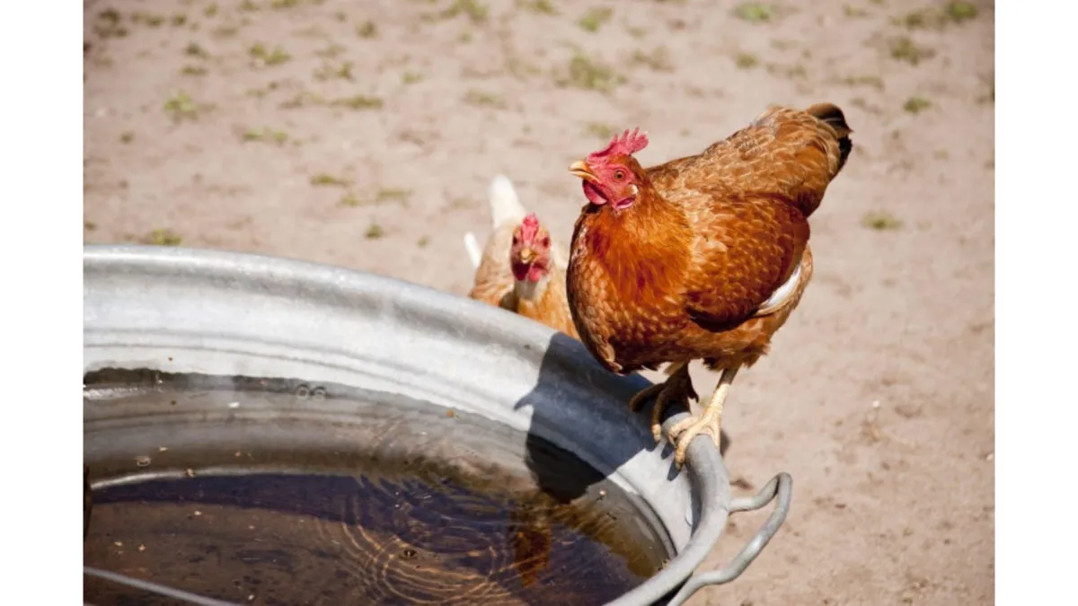 a brown hen perched on a water trough