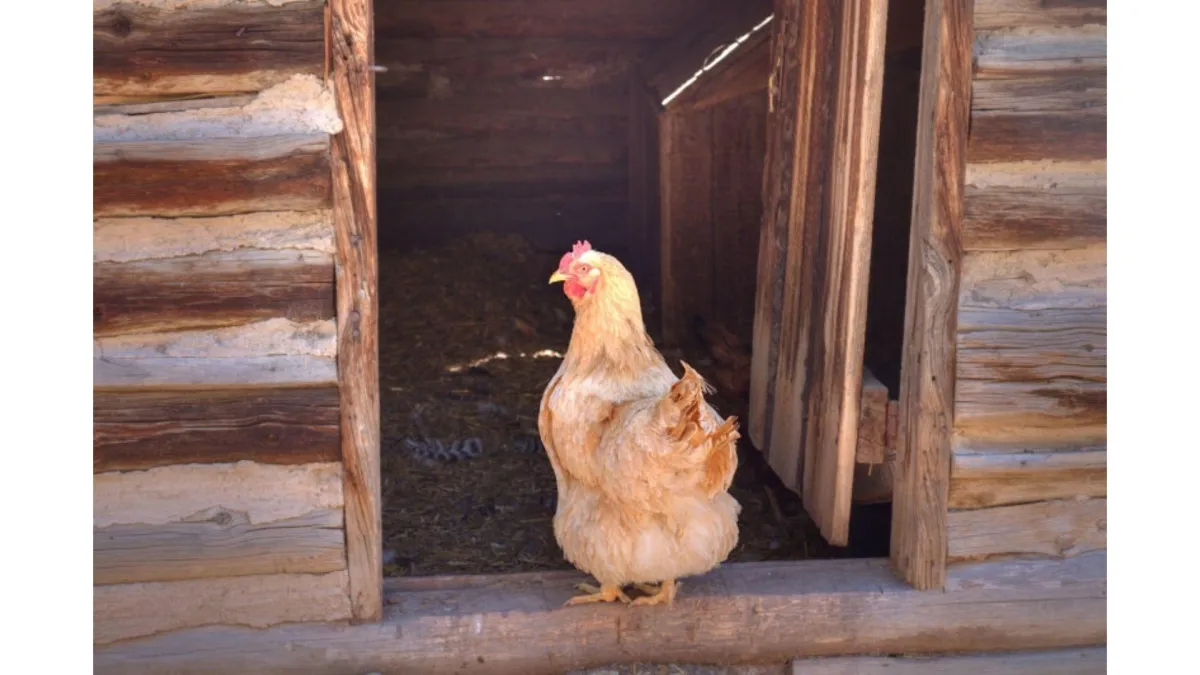 hen entering a coop