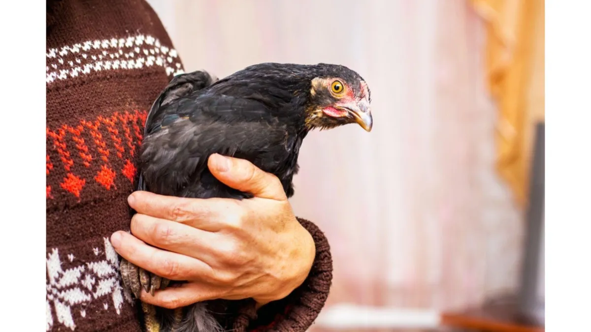 a black hen being held by a farmer in a colourful sweater