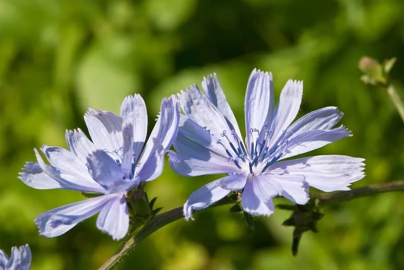 blue chicory flowers
