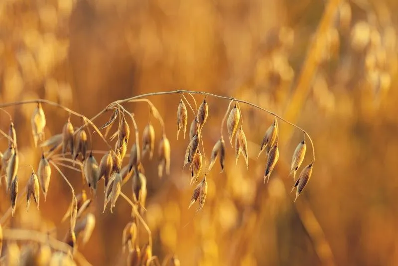 Fodder cereals for grazing and silage