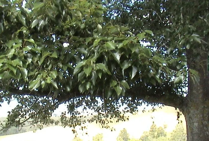 Fodder from trees