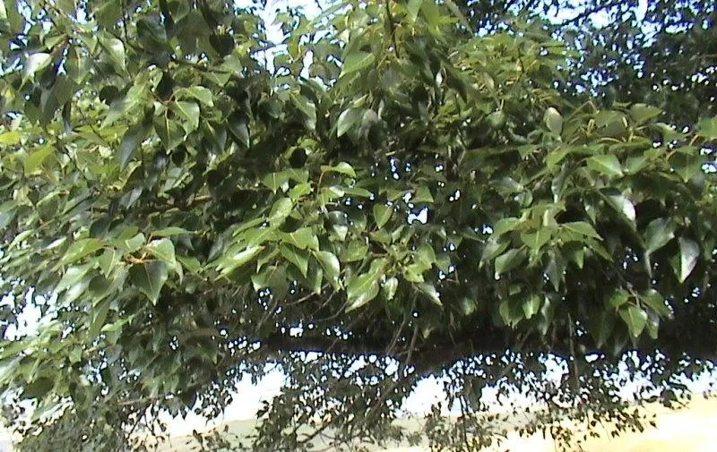 Poplars on the farm