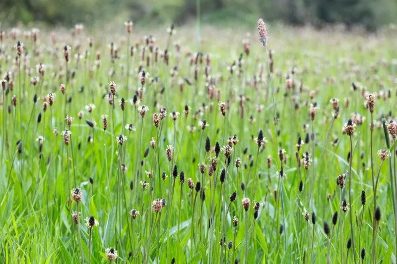 Herbs for great stockfeed