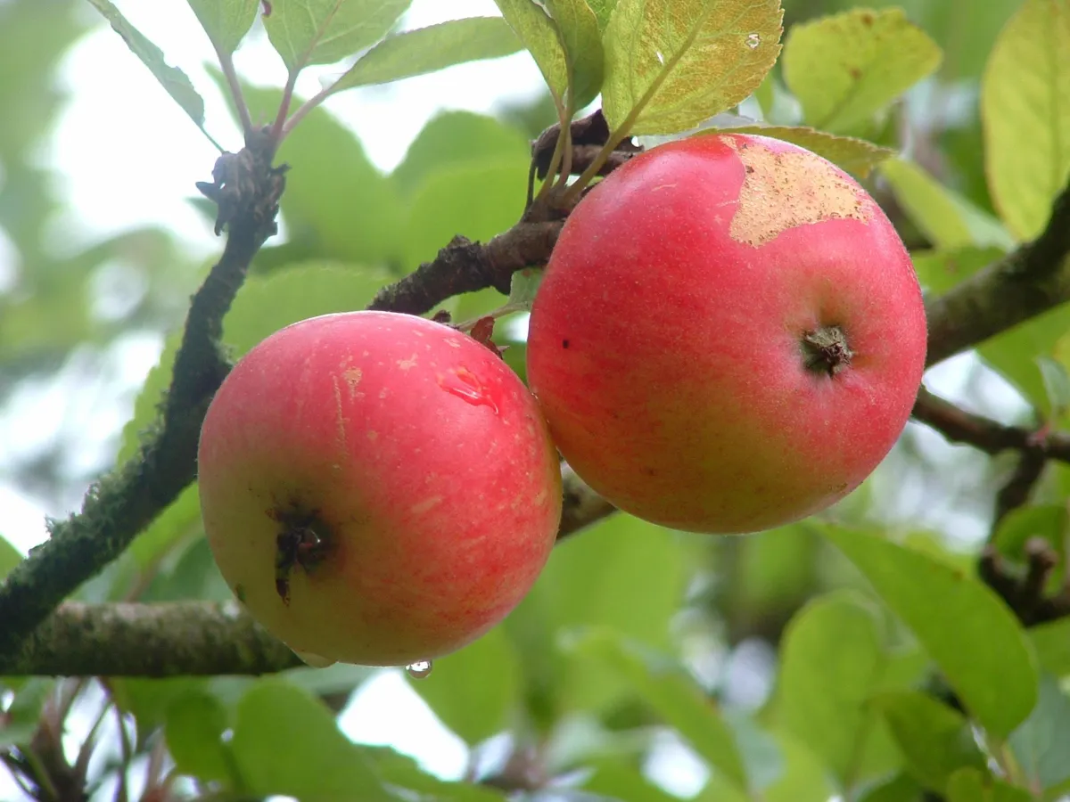 two red discovery apples on a tree